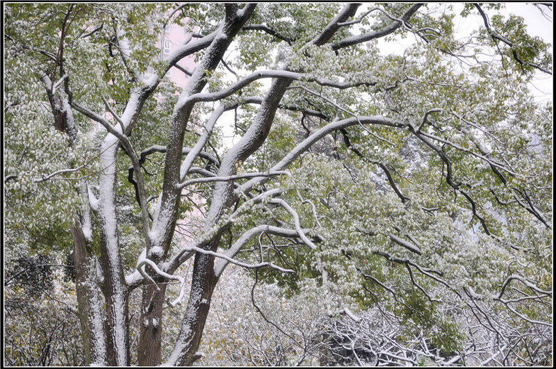 武汉的第－場雪 摄影 华羽