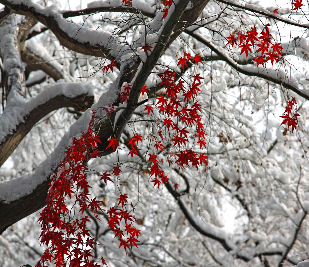 枫叶傲雪。 摄影 风雨太阳