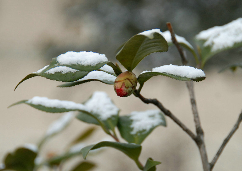 我的花园~~雪中山茶花 摄影 往事如烟mm