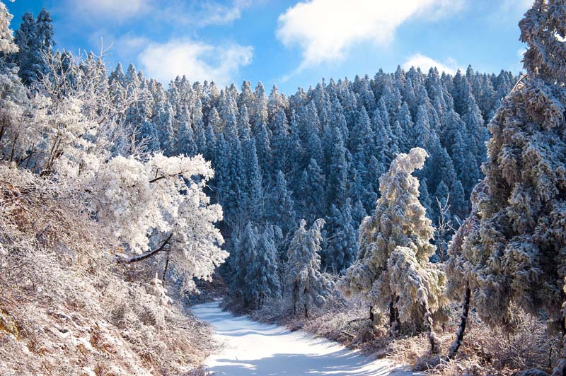 第一场雪 摄影 风向哪里