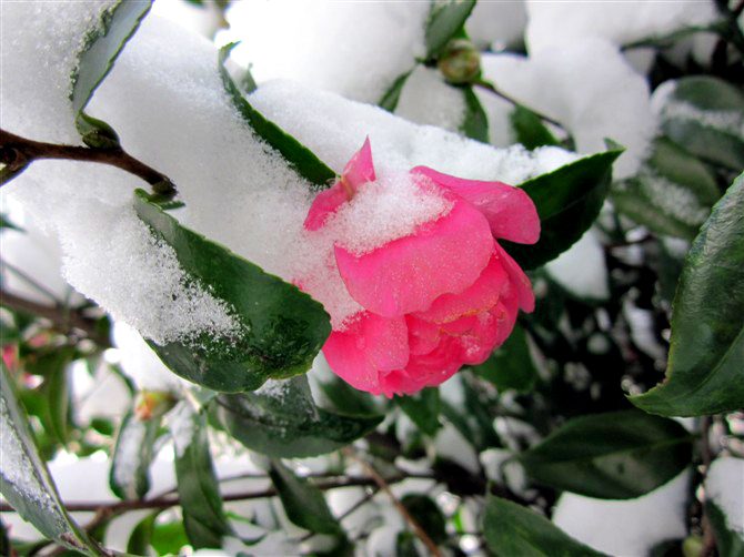 雪 茶花。 摄影 陕浙人家