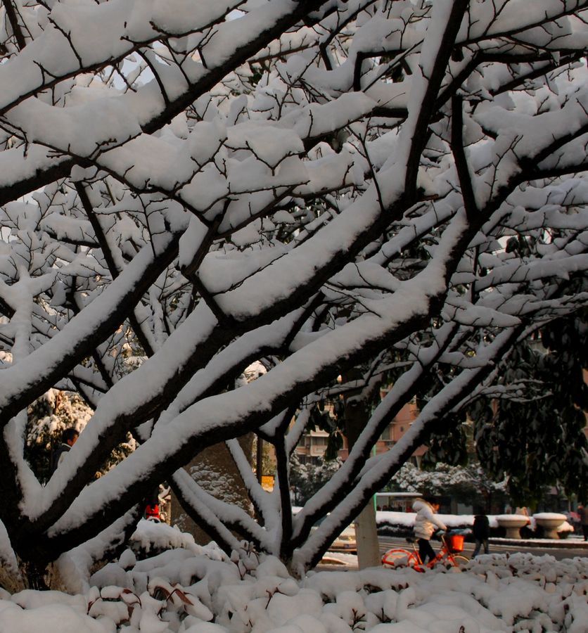 2010杭州第一场雪 摄影 文一哥