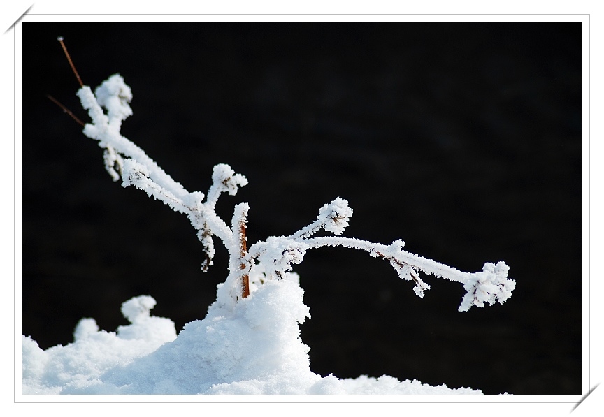 冰花2 摄影 雪中飞