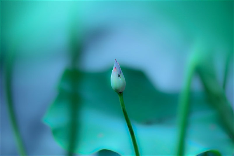 那些花儿8 摄影 西西001