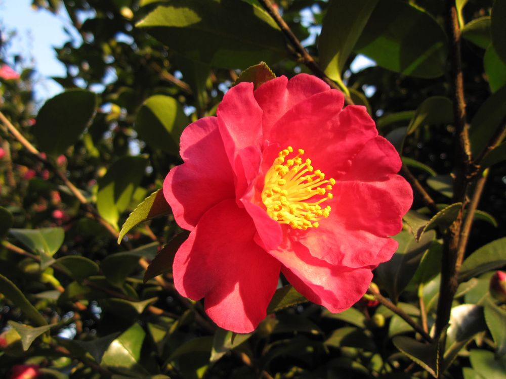 茶花 摄影 陕浙人家