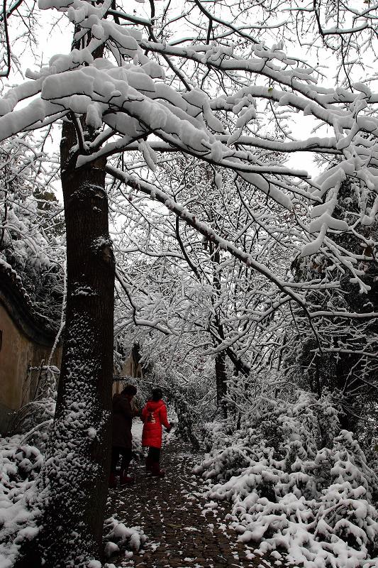 雪 摄影 鹿山老人