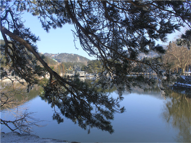 庐山雪松 摄影 中度空间