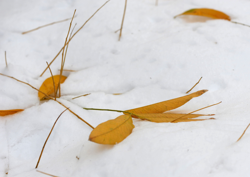 你那里下雪了吗 摄影 又见华南虎