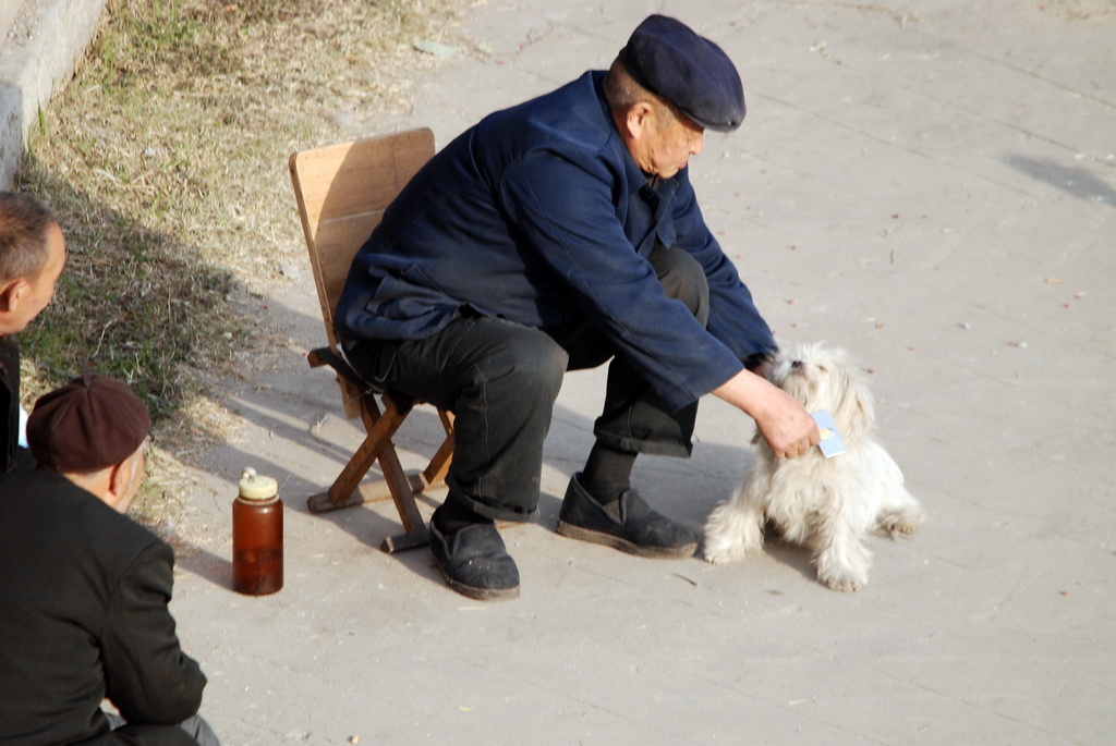 老头与流浪狗 摄影 译书人