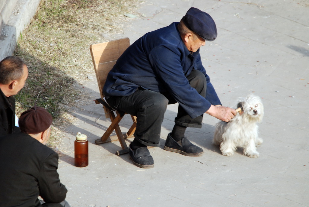 老头与流浪狗 摄影 译书人