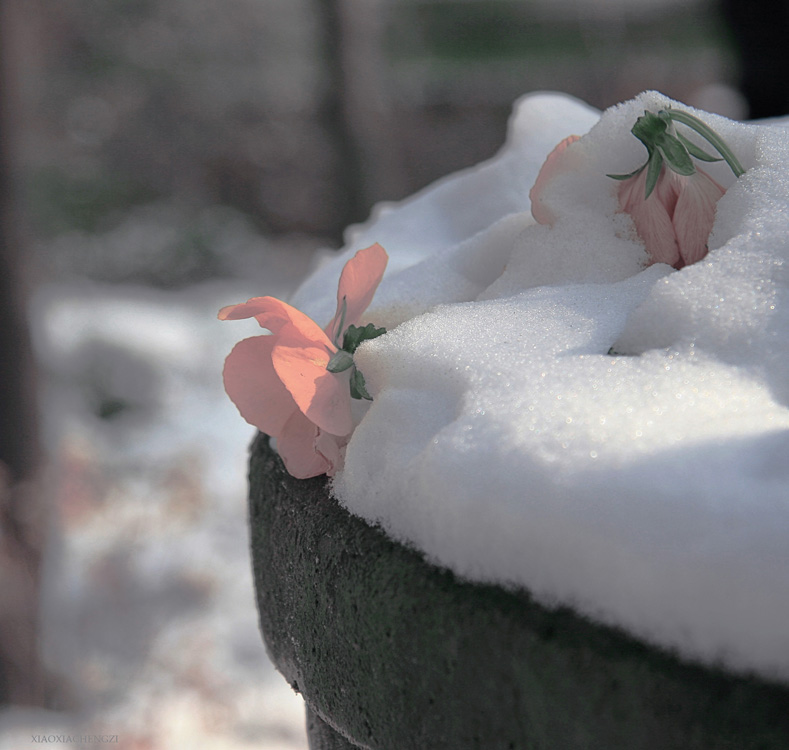 乐雪 摄影 小夏橙子