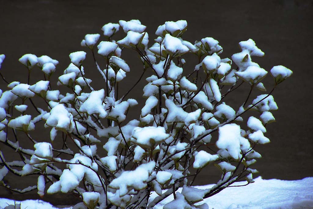 雪花朵朵 摄影 红岩上