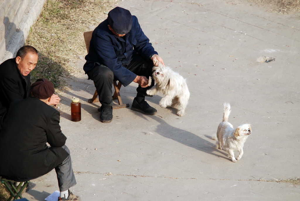 老头与流浪狗 摄影 译书人