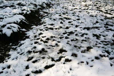 上海初现雪景 摄影 一个老者