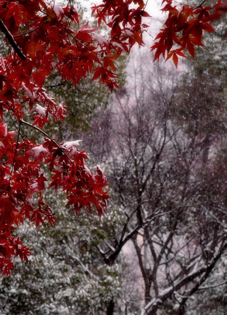 红枫傲雪 摄影 申影