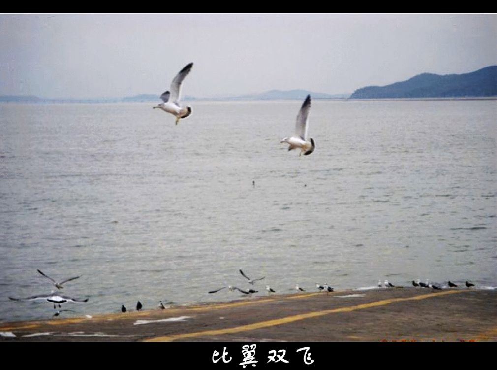 海边抓拍2010〈46〉 摄影 季雨飞扬