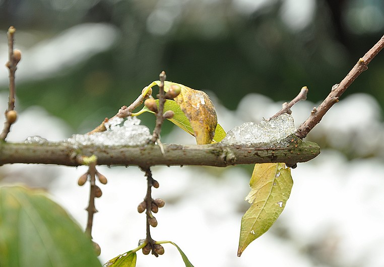 温州下了一场大雪 摄影 cathy_cn