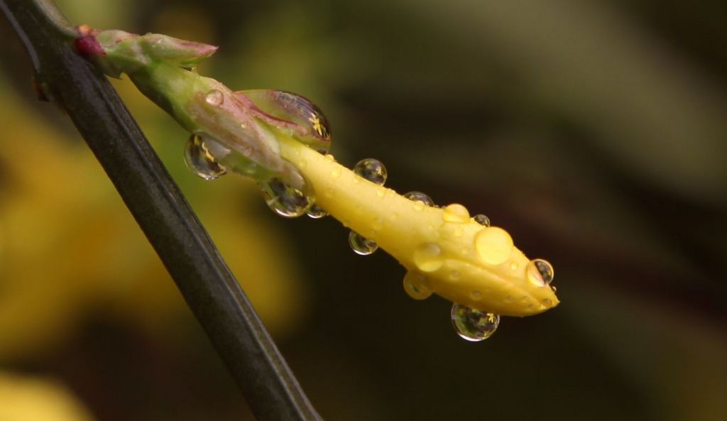 迎春花 摄影 二月龙