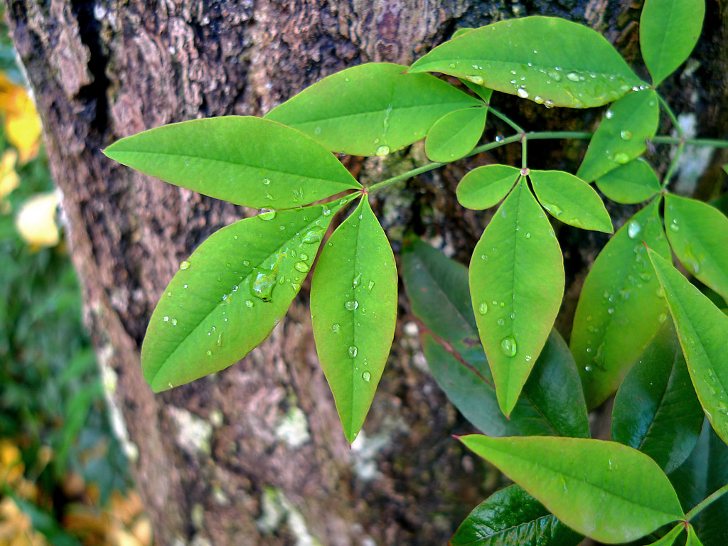 昨夜有雨 摄影 徐徐向前