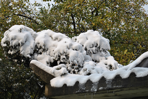 2010年第一场雪－1 摄影 chunyingzhan