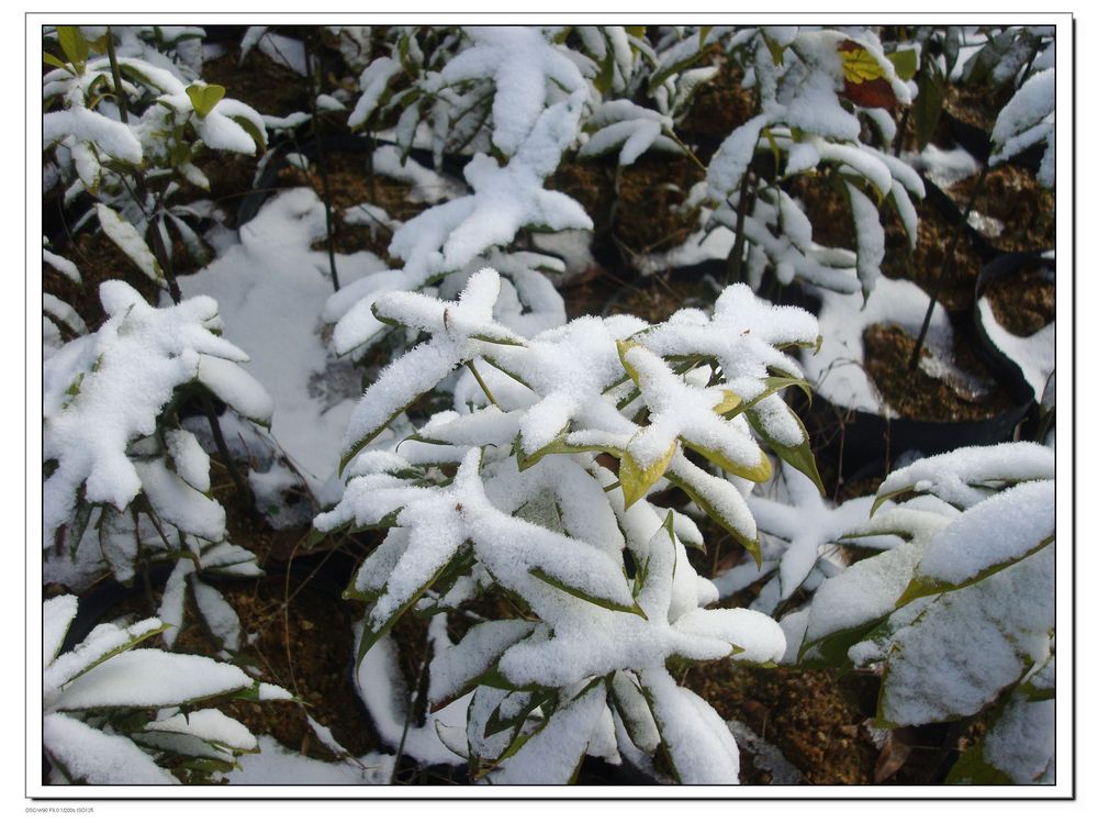 南方的雪 摄影 华夏天骄