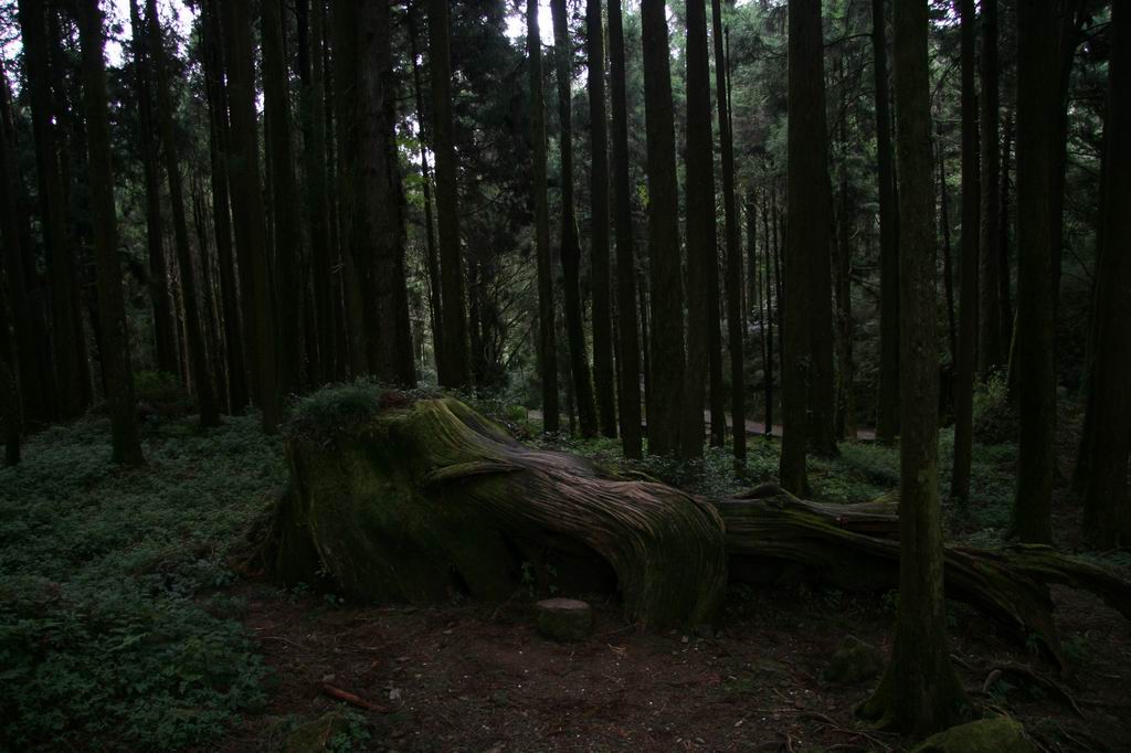 阿里山的古木 摄影 广州俊少