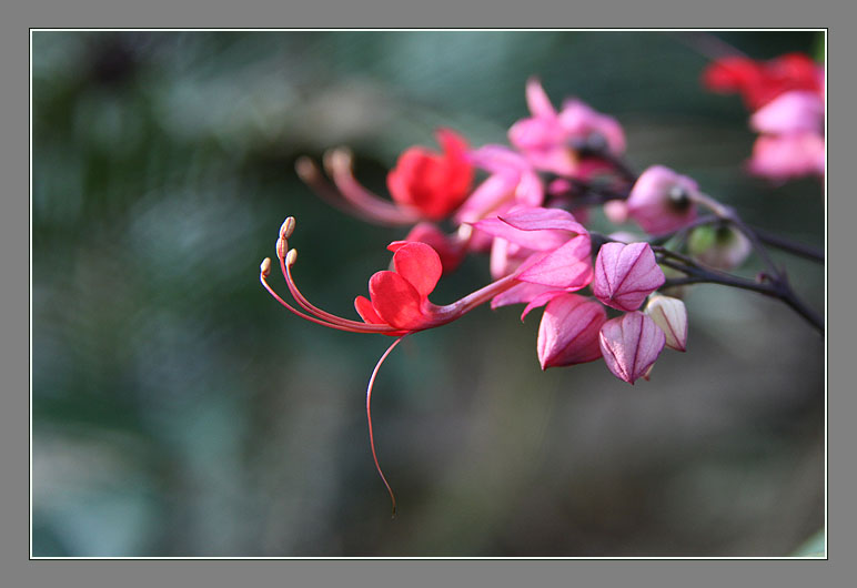 冬日娇花 摄影 青花鱼