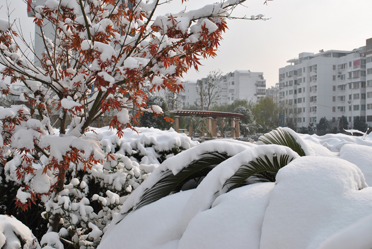 2010年第一场雪3 摄影 chunyingzhan