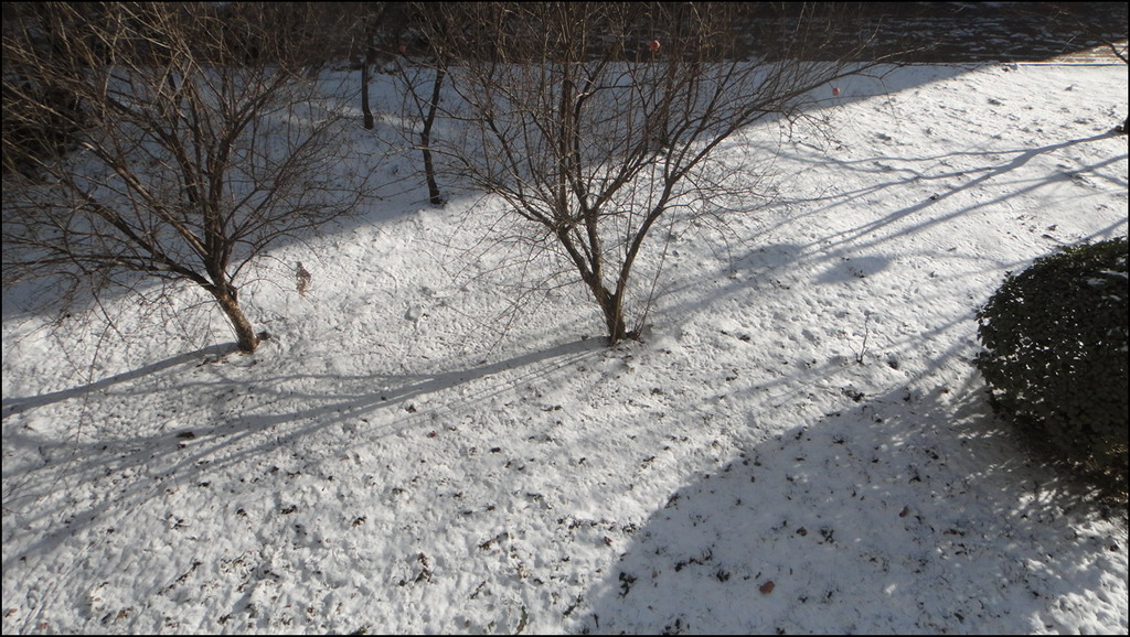 津门冬至首场降雪 摄影 xiexie