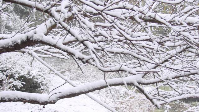 雪压枝头 摄影 平安