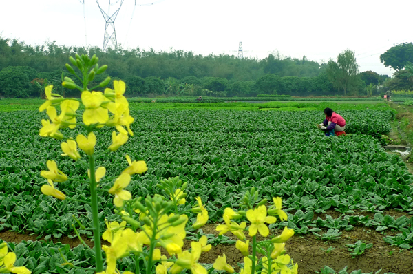 菜农 摄影 边疆