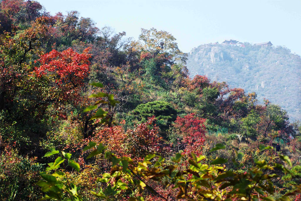 北京香山红叶3（摄影 老淩） 摄影 老影友