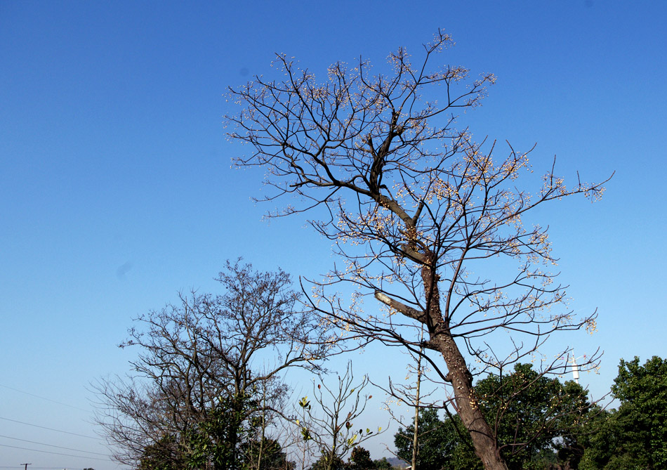 冬日树山村 摄影 狂风