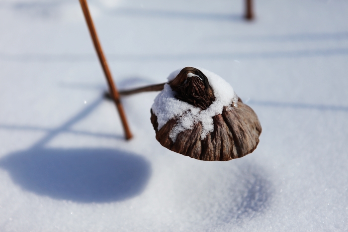 雪后残藕 摄影 飞鸿雪泥