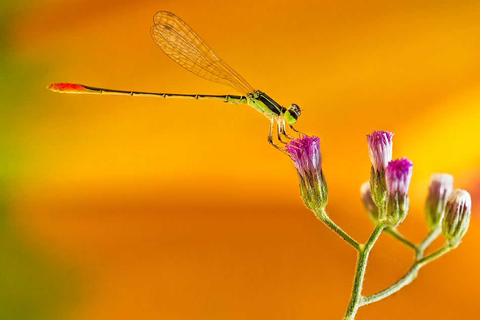 蜻蜓点花.. 摄影 Siang