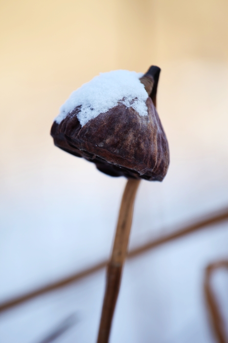 雪后残藕 摄影 飞鸿雪泥