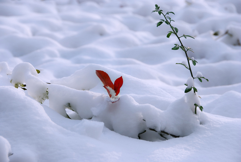 雪 摄影 昕昕