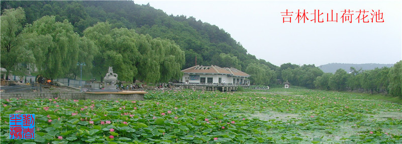 荷花池 摄影 chuntongle