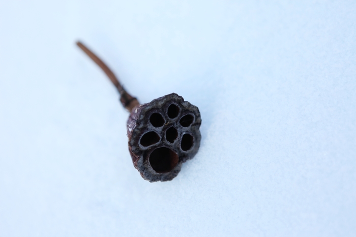 雪后残藕 摄影 飞鸿雪泥