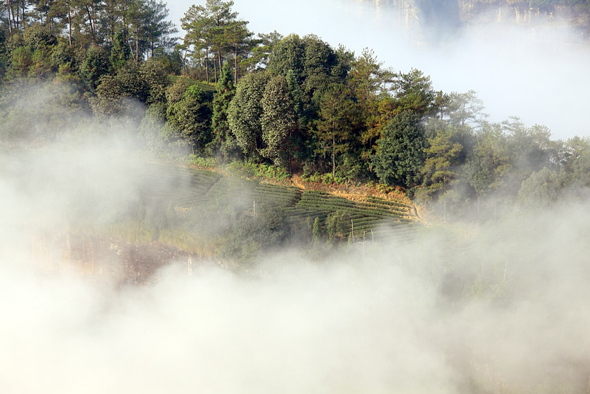 武夷山云雾岩茶 摄影 老过