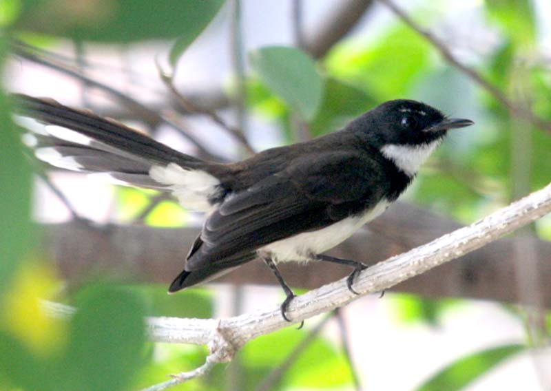 bird 摄影 葉鍾華