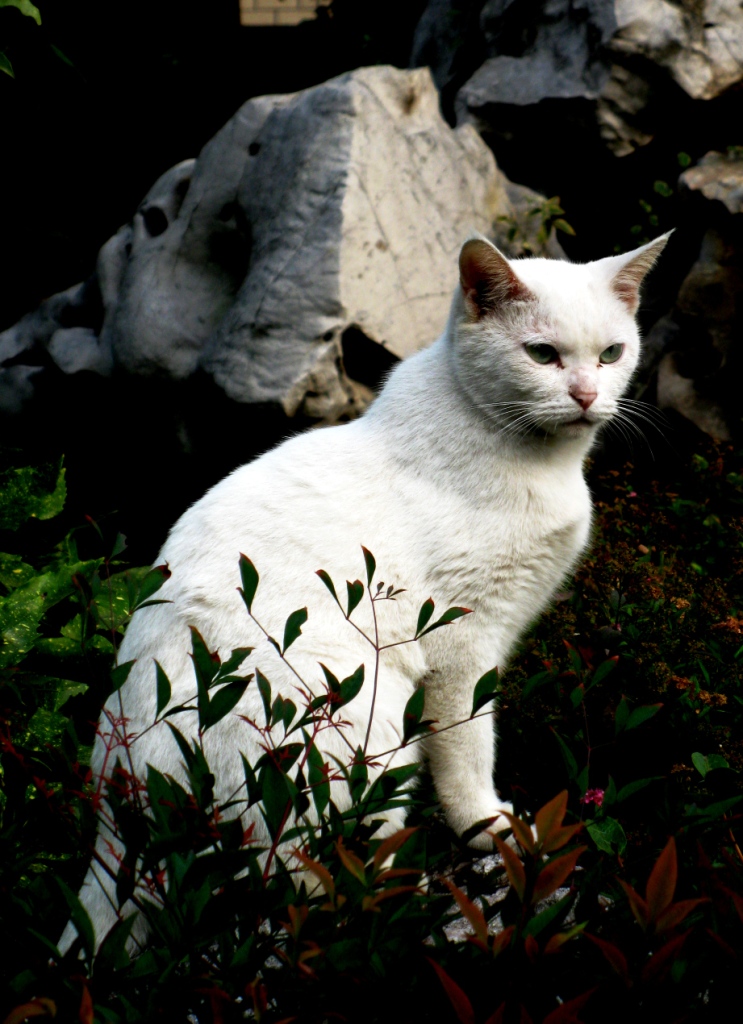 猫王 摄影 王老爹