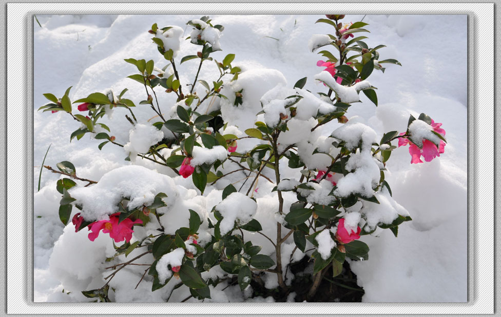 雪里红（1） 摄影 云海松涛