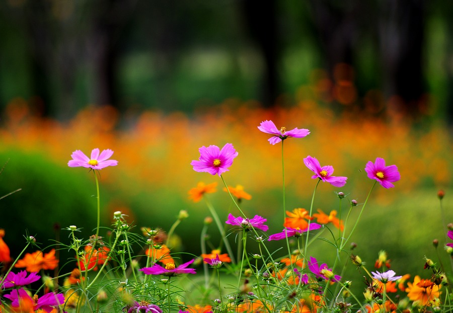 鲜花朵朵 摄影 心有芊芊