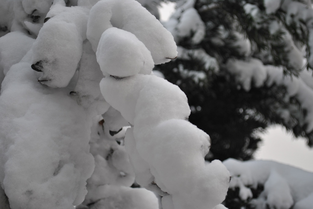 2010年第一场雪4 摄影 chunyingzhan