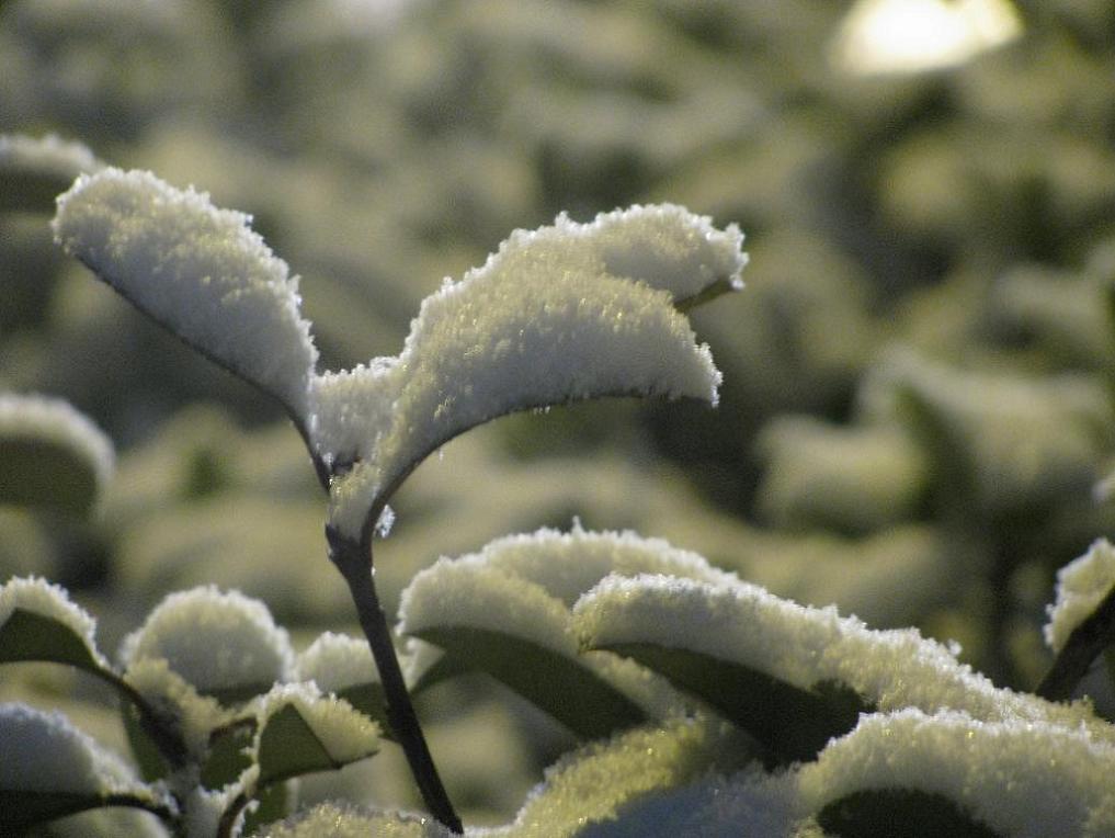 路灯下的雪花 摄影 狂来舞剑