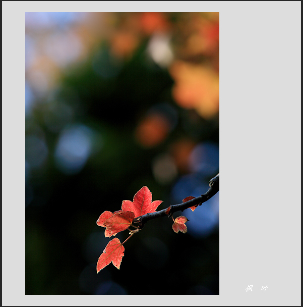枫叶 摄影 快来看