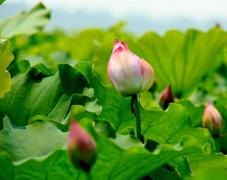 荷花 摄影 梅花