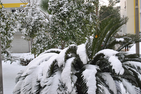 2010年第一场雪6 摄影 chunyingzhan