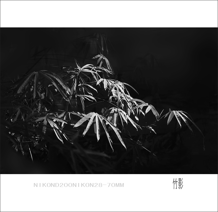 竹影 摄影 雨亦奇